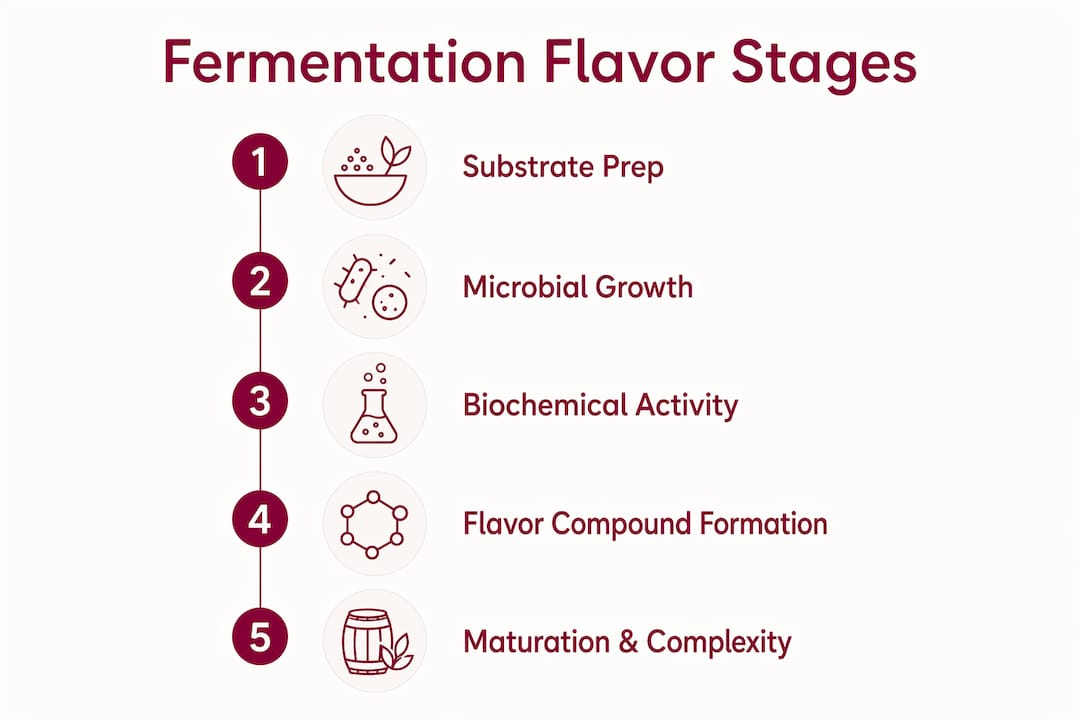 Infographic illustrating stages of fermentation flavor development