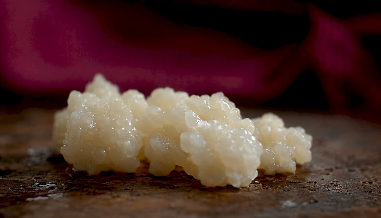 Close-up of fresh kefir grains on plate