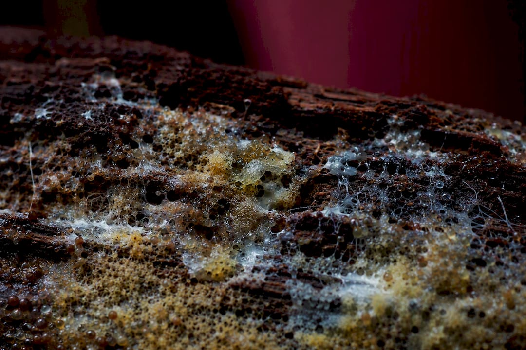 Close-up fungal and bacterial growth on damp surface