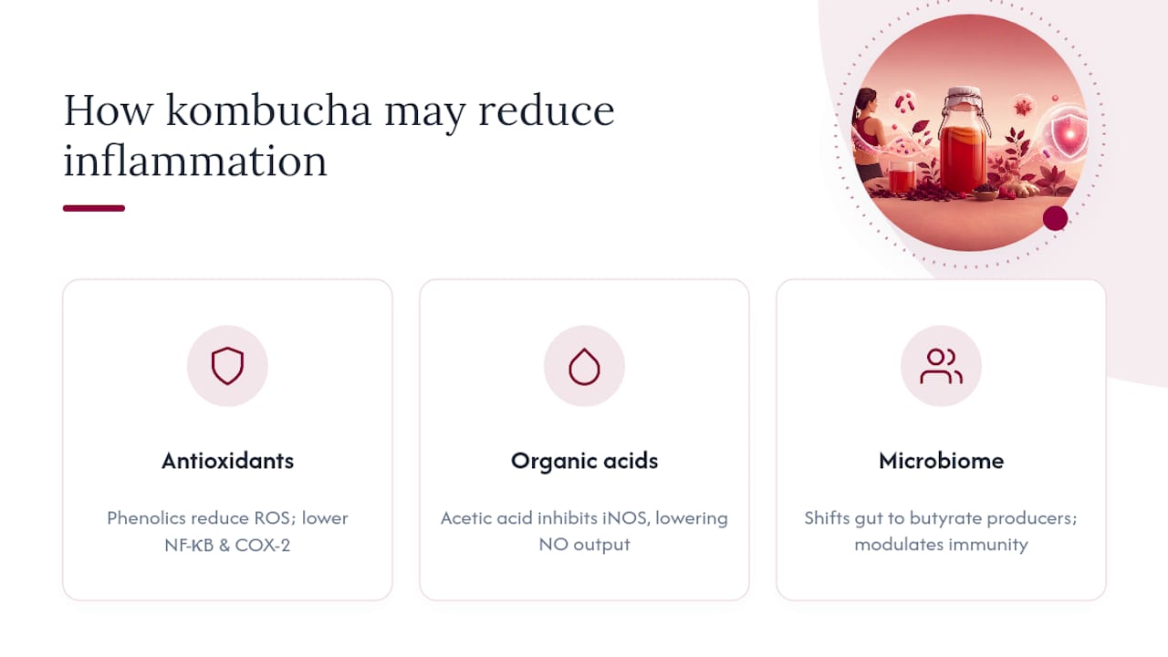 Diagram of kombucha’s anti-inflammatory molecular mechanisms